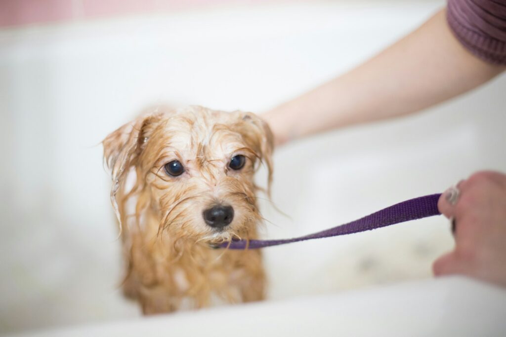 Perro durante una sesión de cuidado y aseo en un espacio tipo spa