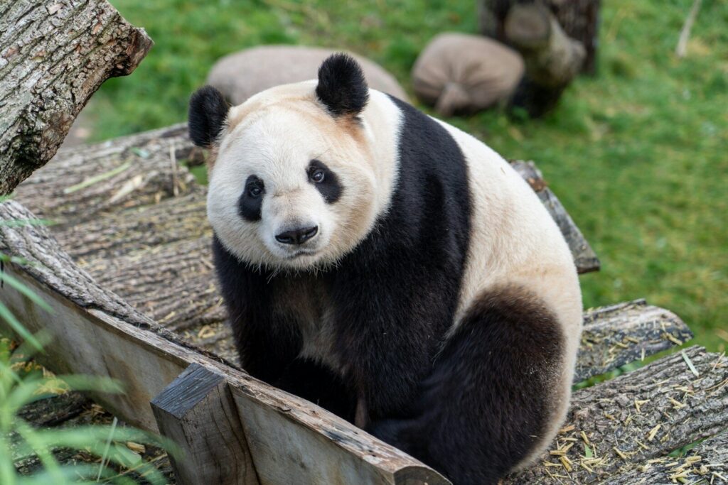 Un oso panda gigante de pelaje marrón y blanco se alimenta de bambú en un centro de conservación en China.