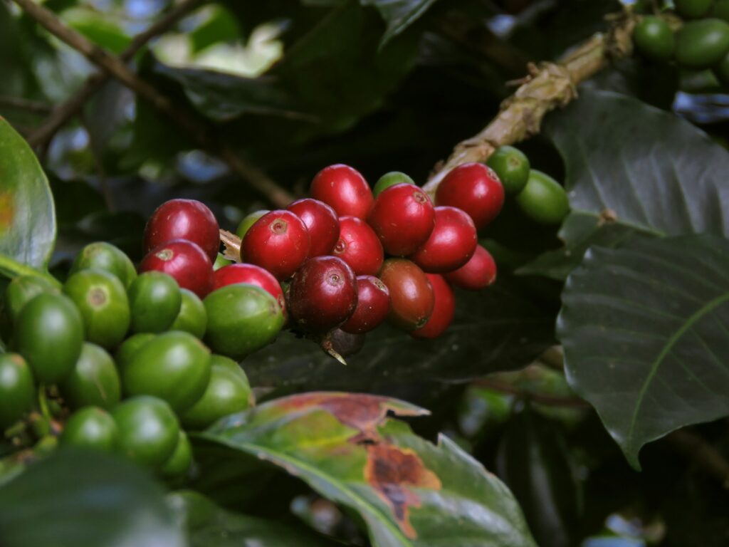 Plantas de café arábica y granos en una plantación colombiana, producto que el país exporta a más de un centenar de países