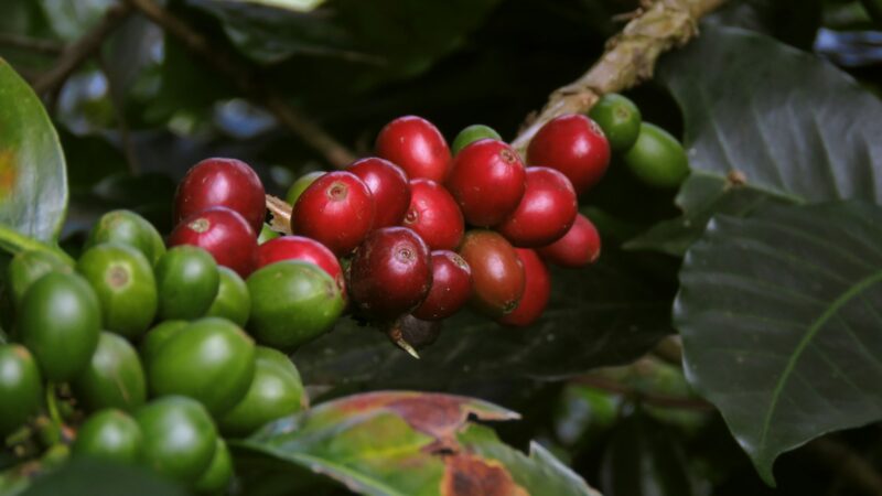 Plantas de café arábica y granos en una plantación colombiana, producto que el país exporta a más de un centenar de países