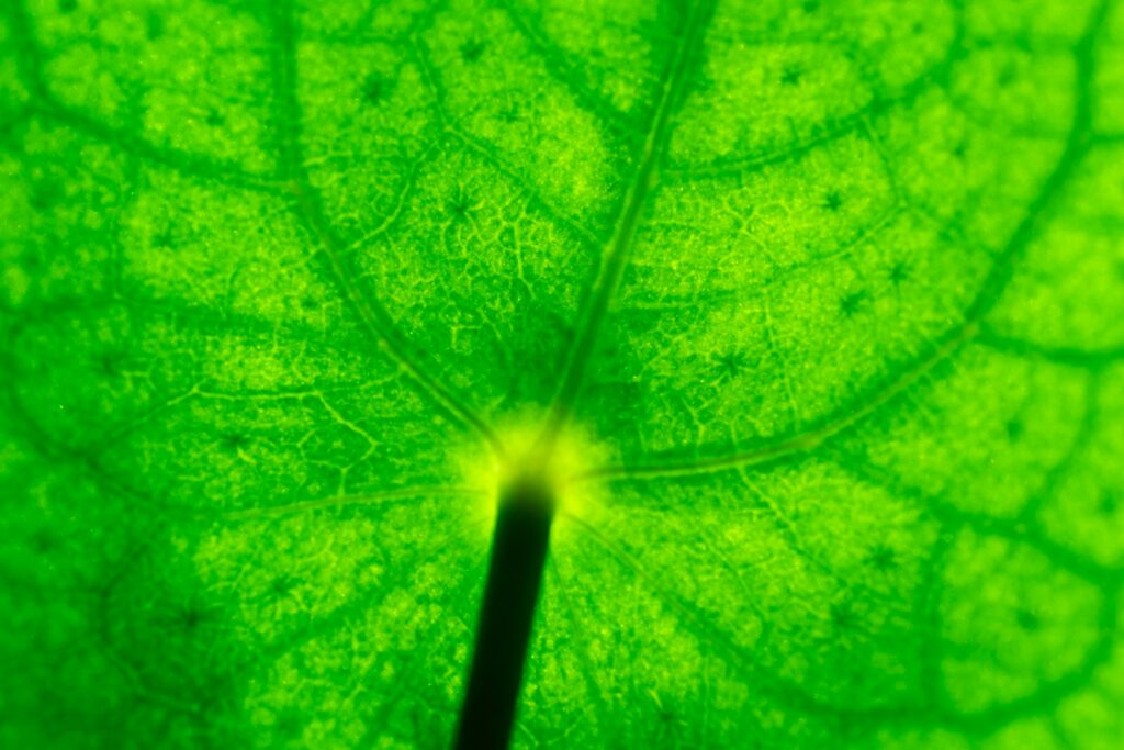 Planta de hojas verdes observada en un entorno de investigación científica