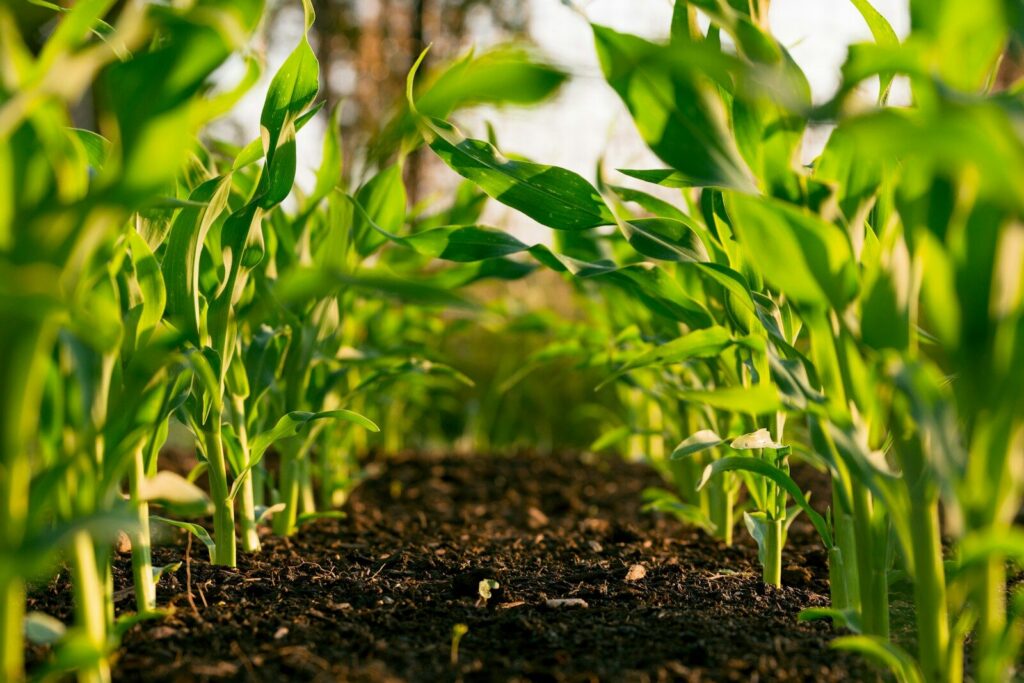 Investigadores trabajando con cultivos en un entorno de investigación agropecuaria