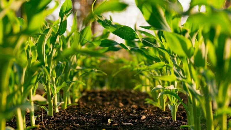 Investigadores trabajando con cultivos en un entorno de investigación agropecuaria