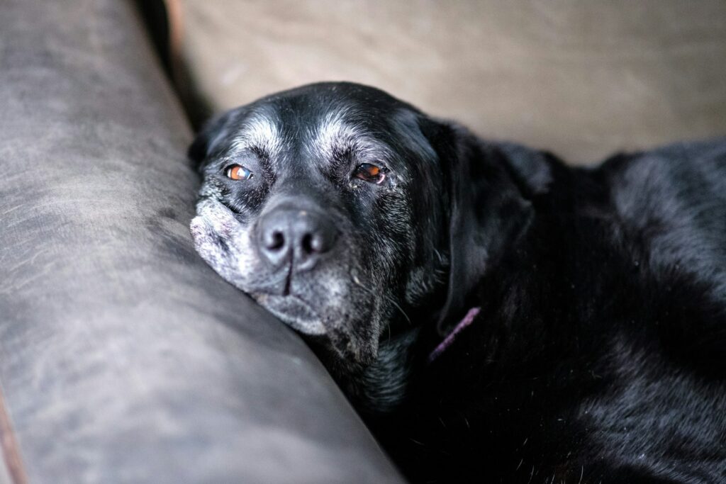 Perrita adulta en un refugio mientras espera ser adoptada
