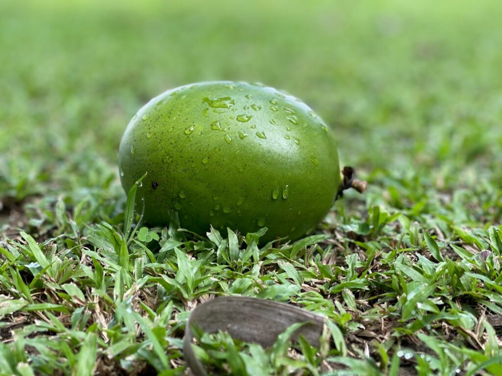 Trabajadores revisan aguacates durante una jornada de cosecha agrícola