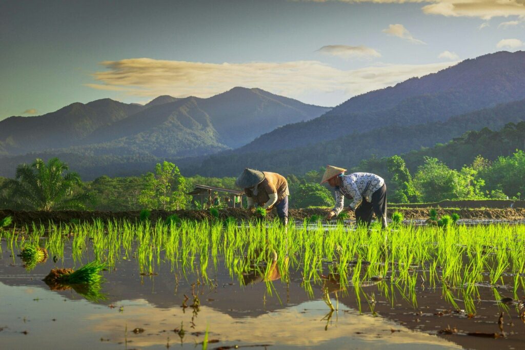 Productores agrícolas trabajando en un cultivo de una zona rural de Colombia
