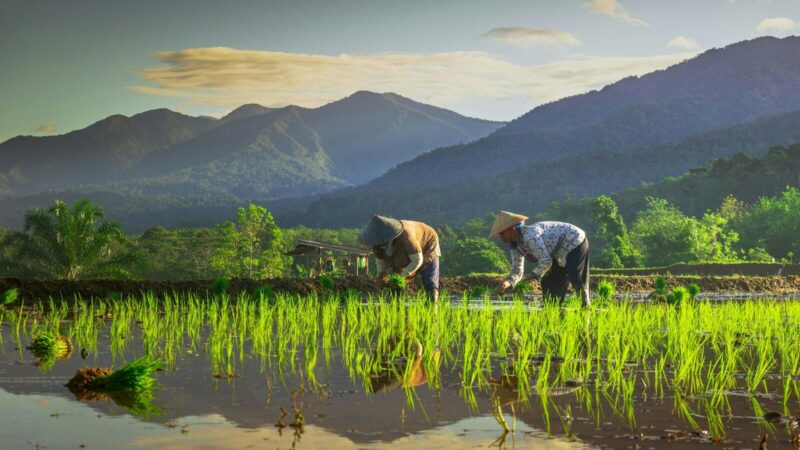 Productores agrícolas trabajando en un cultivo de una zona rural de Colombia