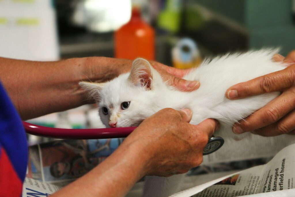 Gata rescatada bajo cuidado veterinario mientras espera una cirugía