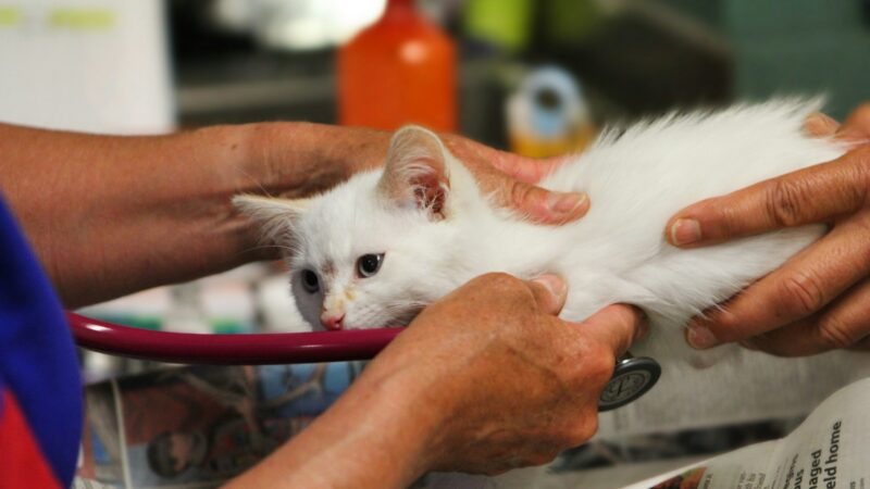 Gata rescatada bajo cuidado veterinario mientras espera una cirugía