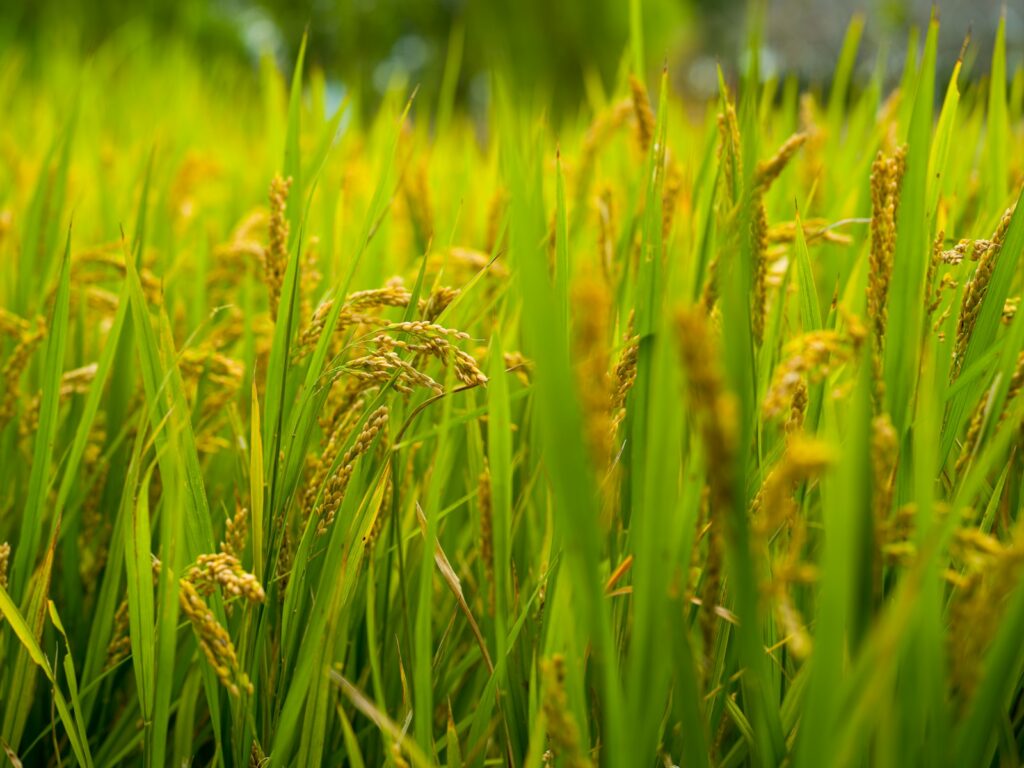 Cultivo de arroz en una zona agrícola