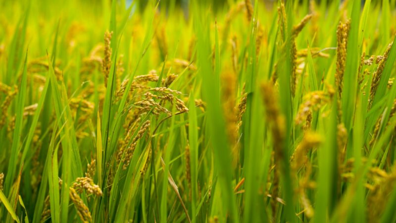 Cultivo de arroz en una zona agrícola