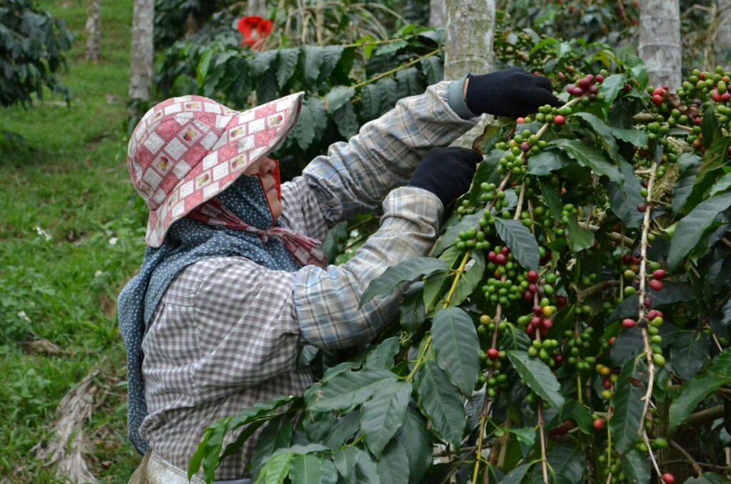 Visitantes recorriendo una finca agrícola entre cultivos
