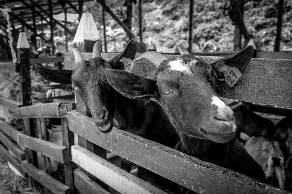 Vacas y actividades de producción de leche en una finca rural