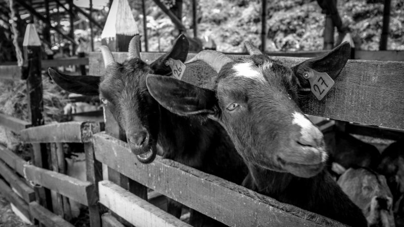 Vacas y actividades de producción de leche en una finca rural