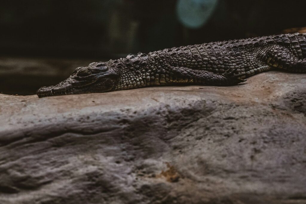 Reconstrucción del Herugavialis cairensis, cocodrilo extinto con hocico largo y delgado hallado en Egipto