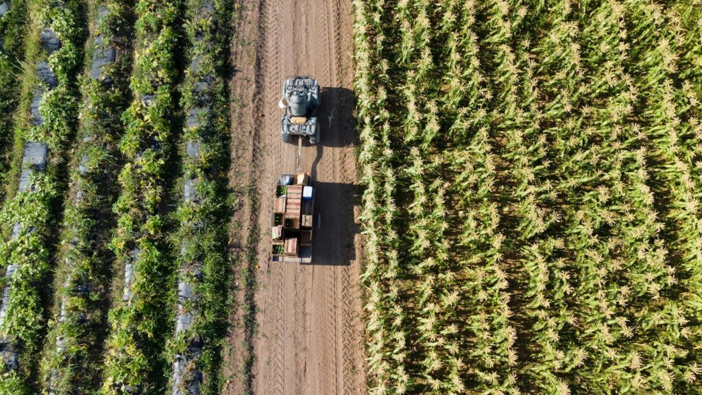 Vista aérea de campos de cultivo con hileras de siembra en una zona agrícola