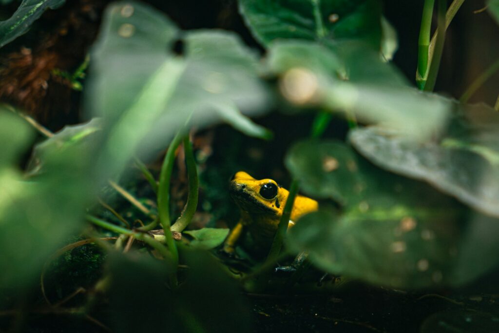 Rana venenosa de colores llamativos sobre la vegetación de un bosque tropical