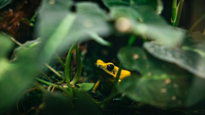 Rana venenosa de colores llamativos sobre la vegetación de un bosque tropical