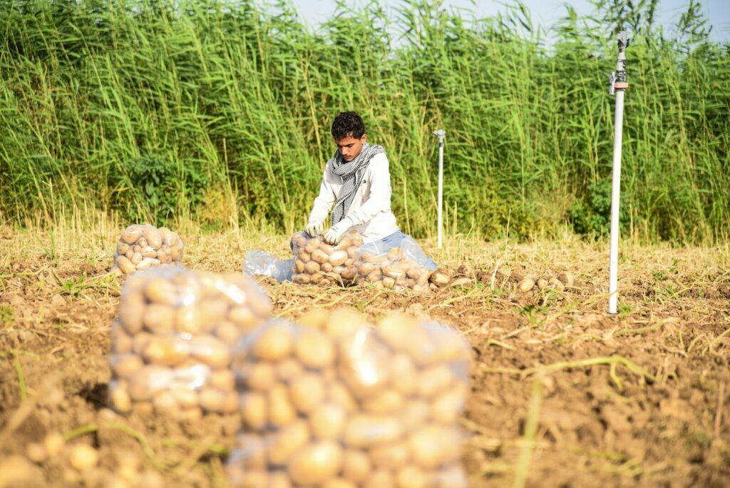 Productores trabajan en un cultivo de papa durante la jornada agrícola