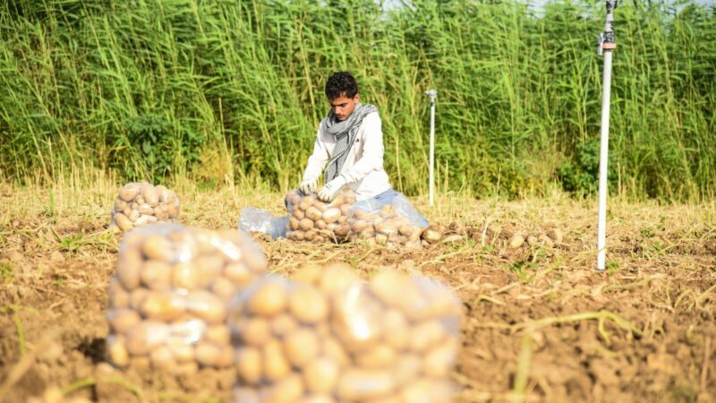Productores trabajan en un cultivo de papa durante la jornada agrícola