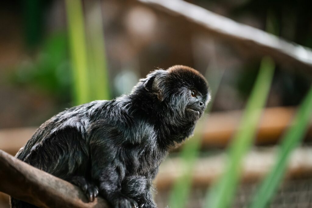 Primates colombianos en un entorno de bosque tropical, relacionado con la conservación de especies amenazadas