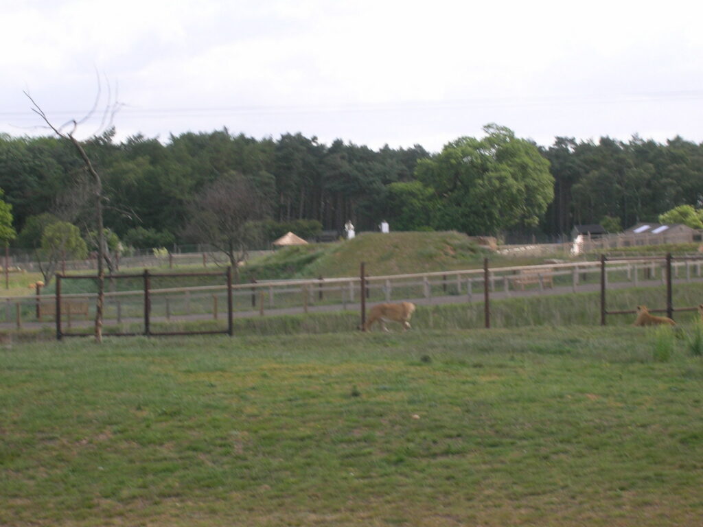 Tigre de Amur en el recinto de un parque de vida silvestre